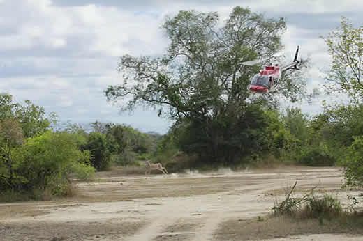 Helicopter game counts and surveys
